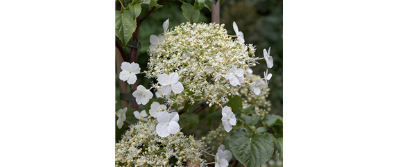 KLETTERHORTENSIE