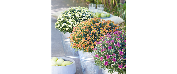 GARTENCHRYSANTHEME