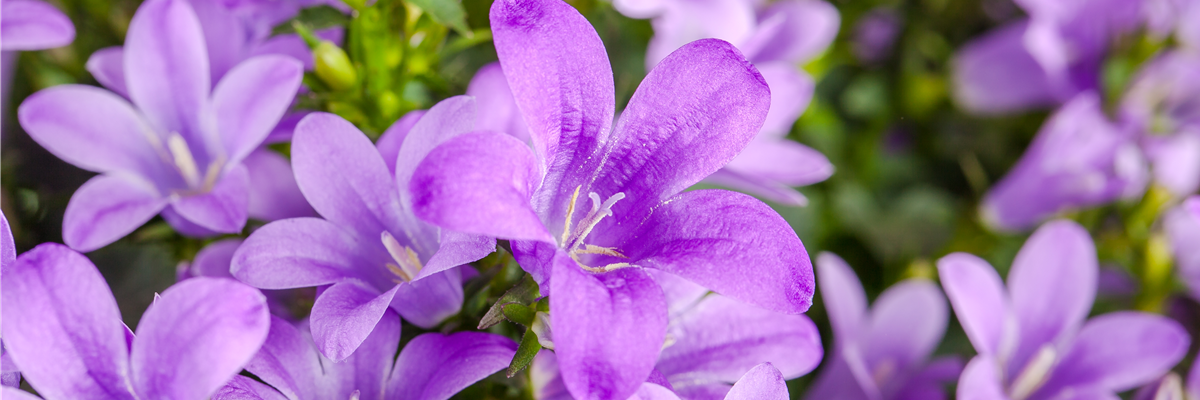 Campanula poscharskyana