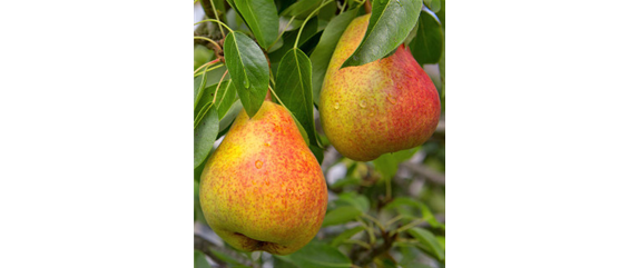 OBSTGARTEN FÜR KINDER