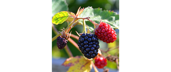 OBSTGARTEN FÜR KINDER