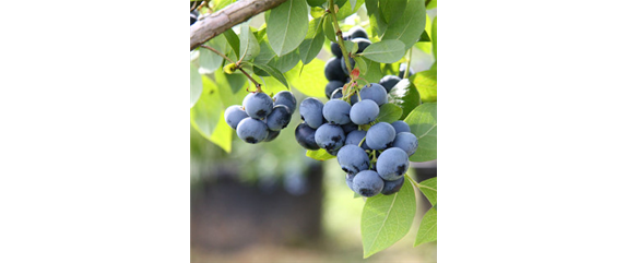 OBSTGARTEN FÜR KINDER