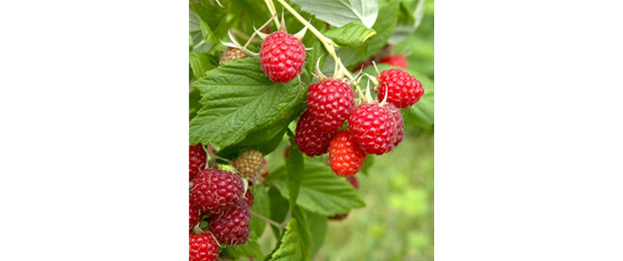 OBSTGARTEN FÜR KINDER