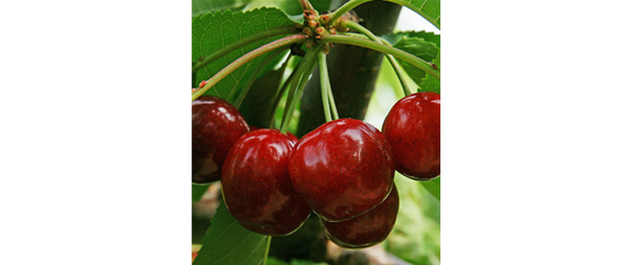 OBSTGARTEN FÜR KINDER