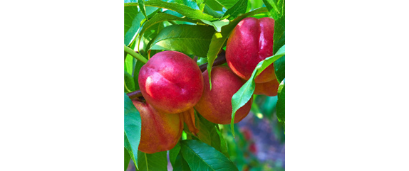 OBSTGARTEN FÜR KINDER