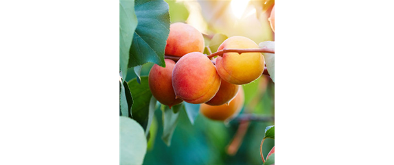 OBSTGARTEN FÜR KINDER