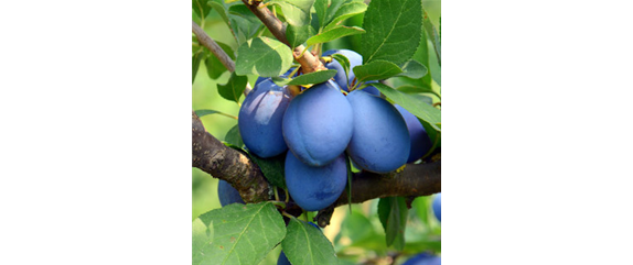 OBSTGARTEN FÜR KINDER