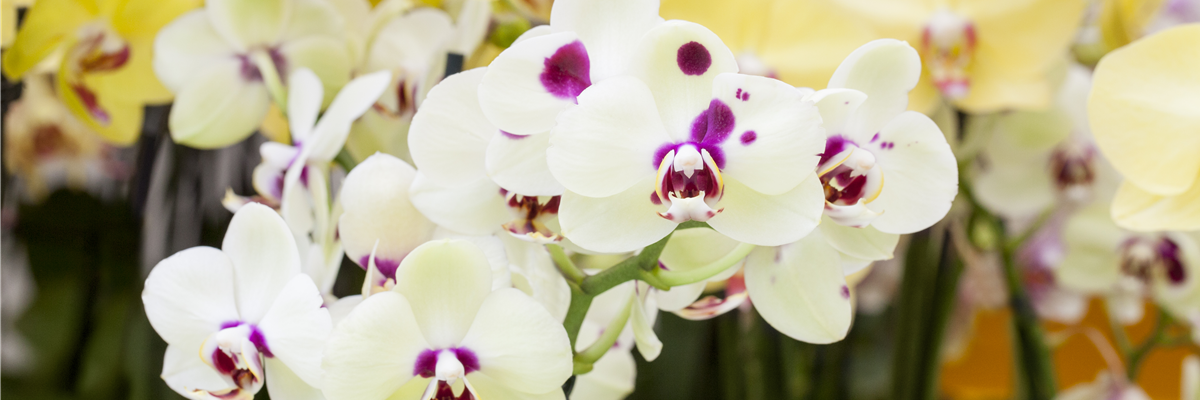 Phalaenopsis