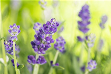 DIE VIELSEITIGE ANWENDUNG VON LAVENDEL!