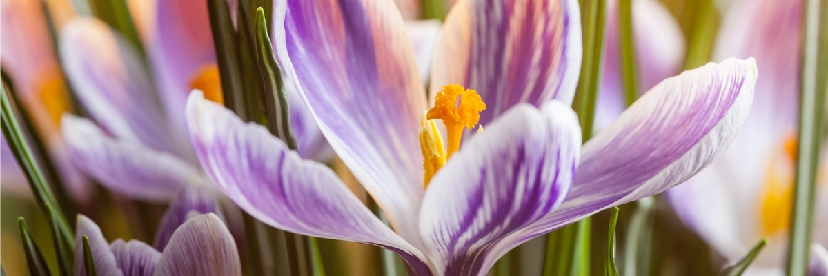 Crocus chrysanthus