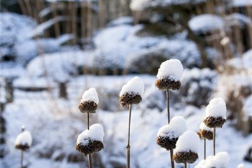 WEIHNACHTLICHE STIMMUNG IM GARTEN