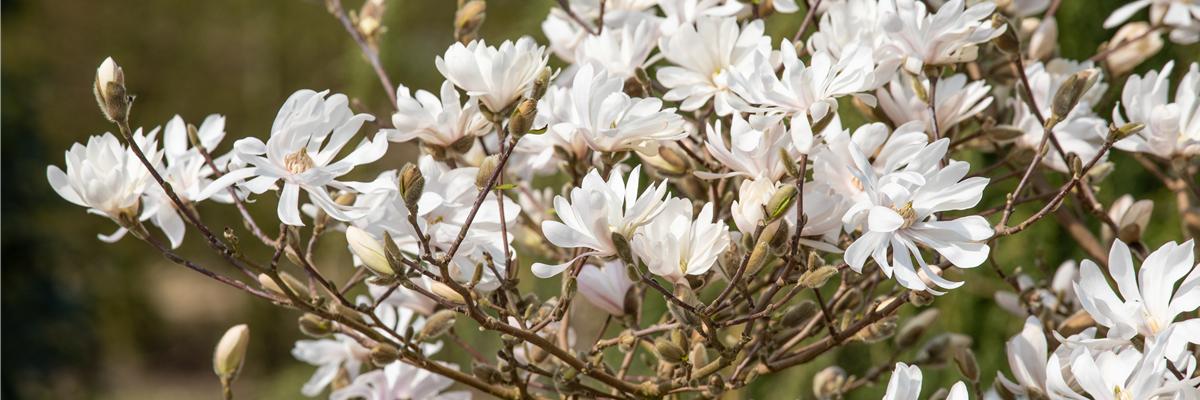 Magnolia stellata 'Royal Star'