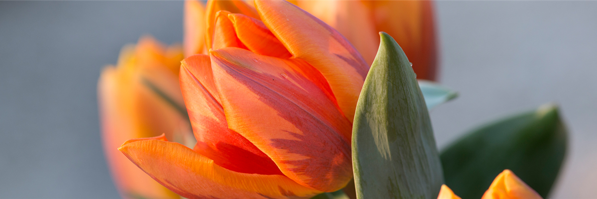 Header_pflanzederwoche_tulpe_gruenerleben_kw5