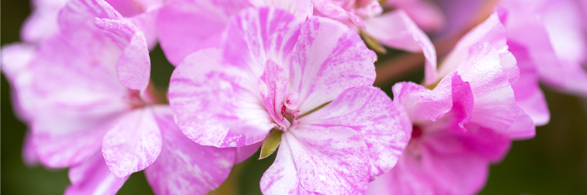 Pelargonium zonale