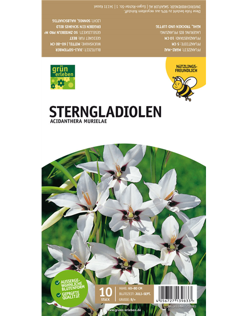 Sterngladiolen