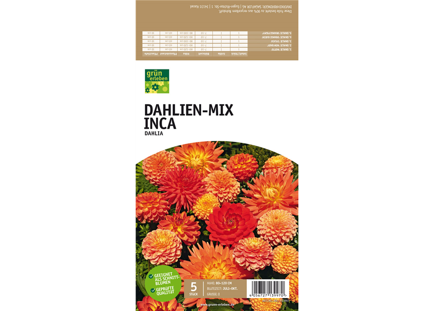 Dahlien-Mix Inca