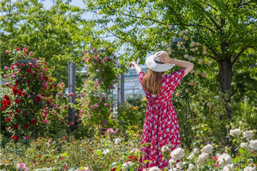 DER ROSENGARTEN - SCHLICHTE ELEGANZ UND TOLLE DüFTE