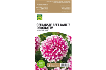 Beet-Dahlie Gefranst