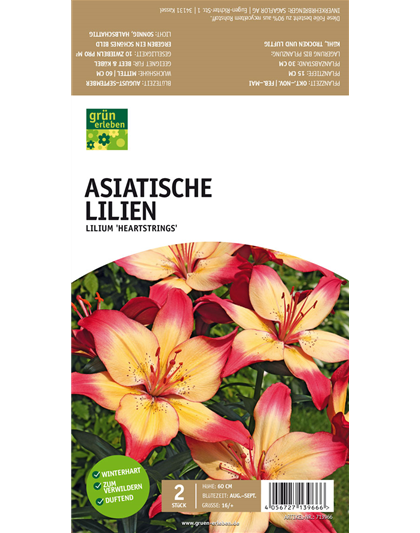 Asiatische Lilien