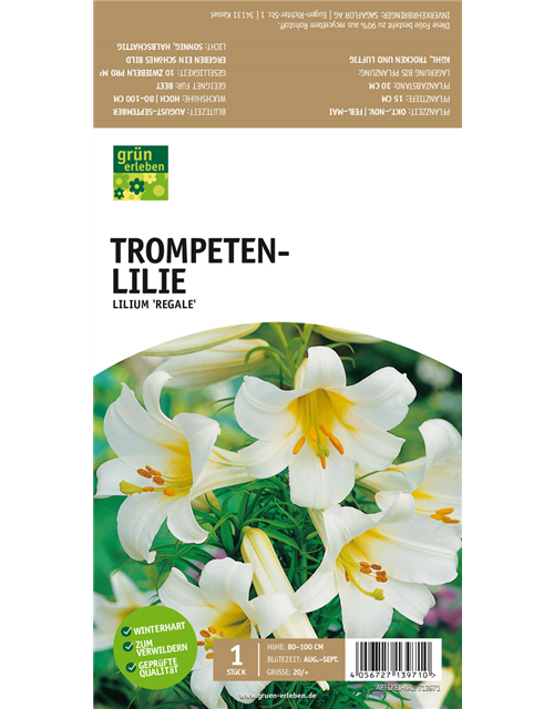 Trompeten-Lilie