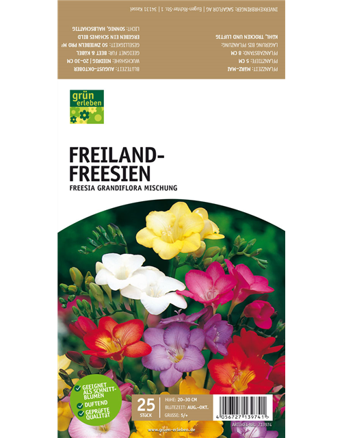 Freiland-Freesien