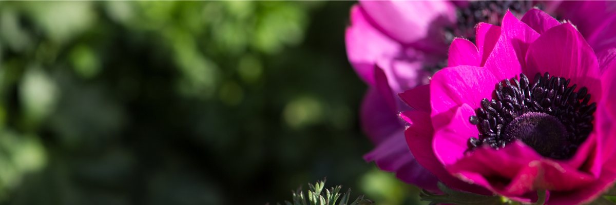 Header_pflanzederwoche_anemone_kw7