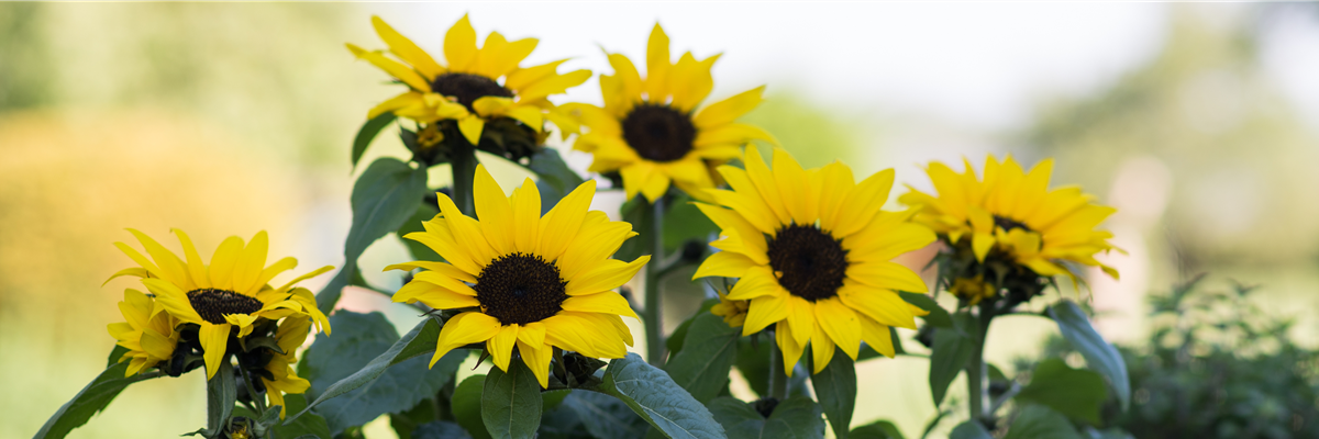 Header_pflanzederwoche_sonnenblume_kw26