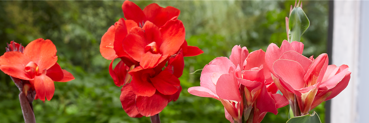 Header_pflanzederwoche_blumenrohr_kw28