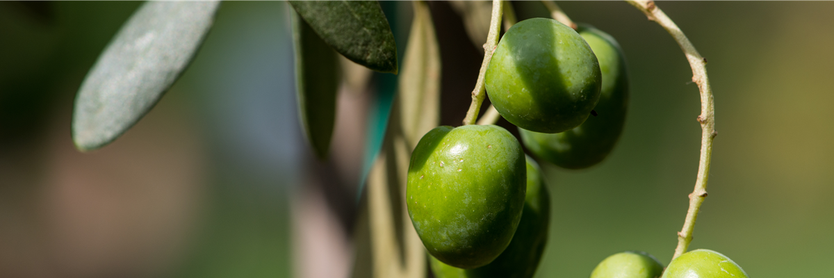 Header_pflanzederwoche_olive_kw29