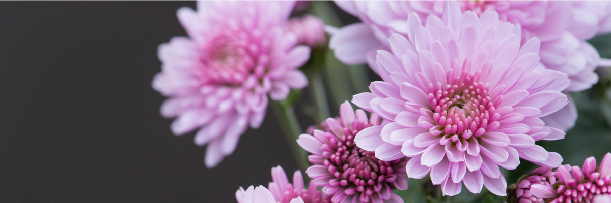 Header_pflanzederwoche_chrysantheme_kw36