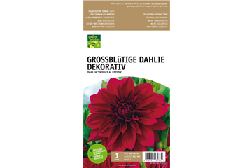 Großblütige Dahlie, Dekorativ