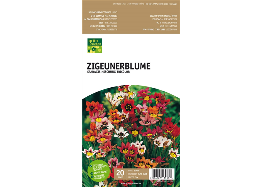 Zigeunerblume