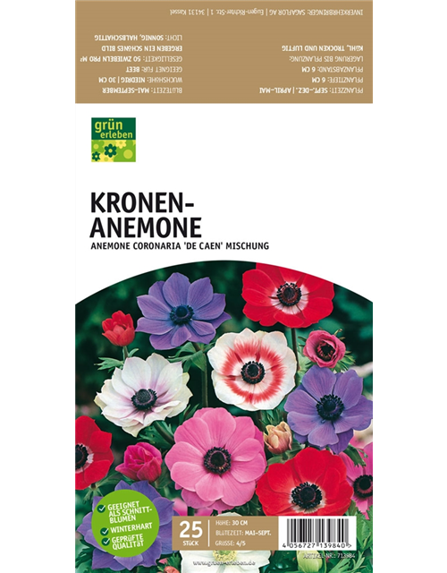 Kronen-Anemone