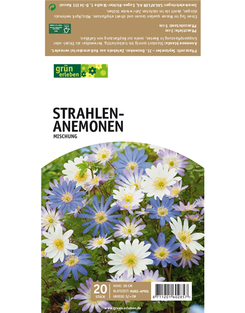 Strahlen-Anemonen