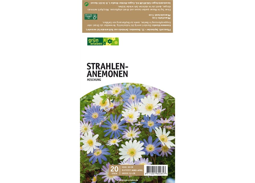 Strahlen-Anemonen