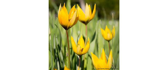 INSEKTENFREUNDLICHES FRüHJAHR!