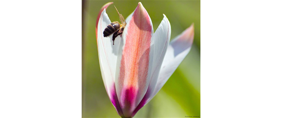 INSEKTENFREUNDLICHES FRüHJAHR!