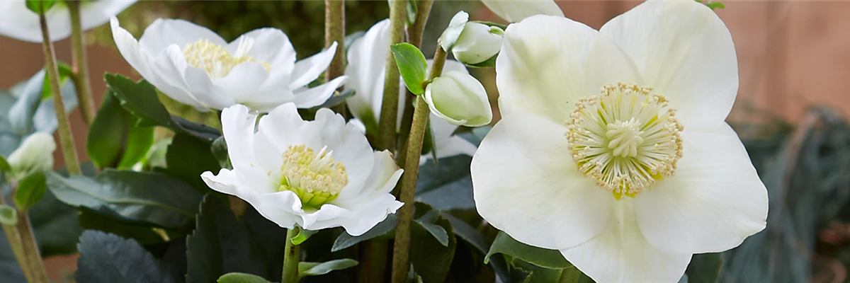 Header_pflanzederwoche_christrose_kw46