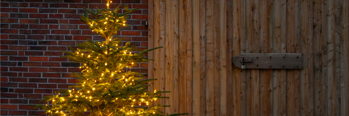 Lichter im Garten - beleuchtete Tanne