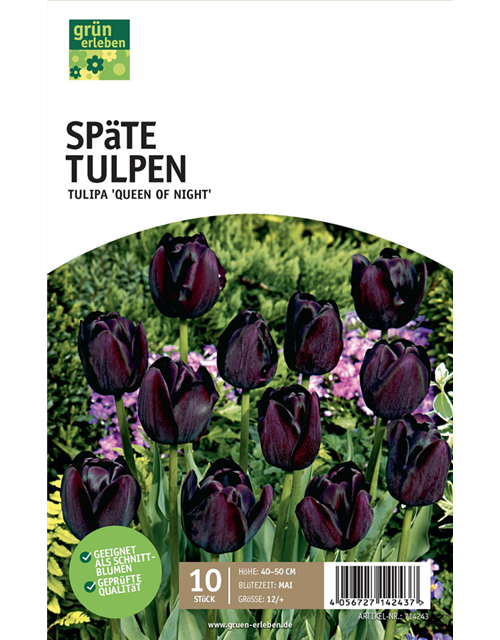 Späte Tulpen