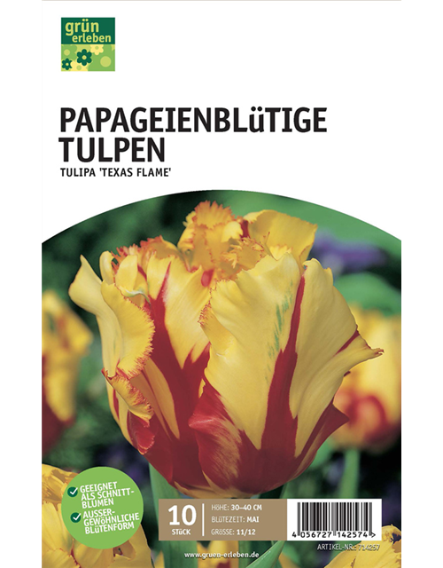 Papagei-Tulpen