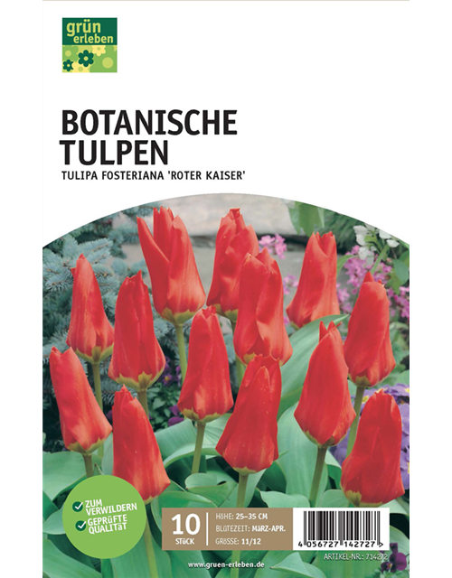 Botanische Tulpen