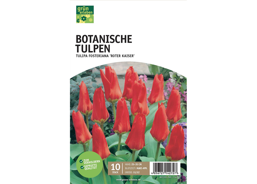 Botanische Tulpen