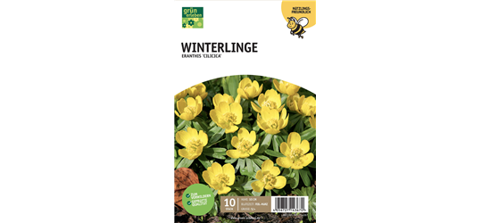 Winterlinge