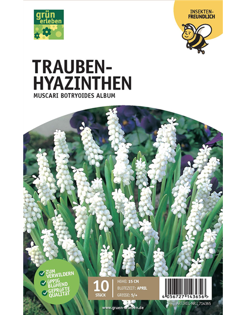 Traubenhyazinthen