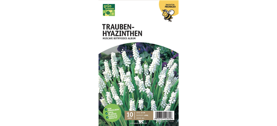 Traubenhyazinthen