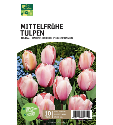 Tulpe Darwin Hybride 