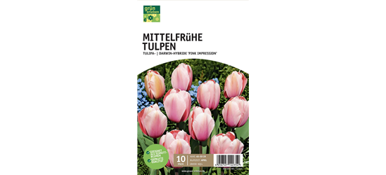 Tulpe Darwin Hybride 