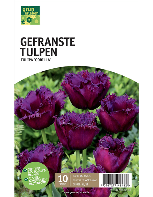 Gefranste Tulpen 