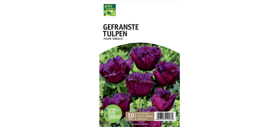 Gefranste Tulpen 